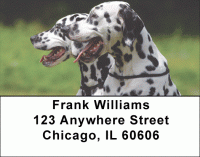 Dalmatian Dogs Address Labels Accessories