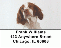 Brittany Spaniels Address Labels Accessories