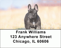French Bulldog Address Labels Accessories