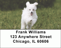 Mini Poodle Address Labels Accessories