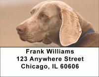 Weimariner Dog Address Labels Accessories
