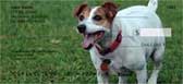 Jack Russell Terrier Checks