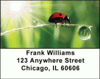 Ladybugs Address Labels Accessories