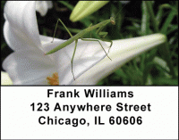 Praying Mantises Address Labels Accessories