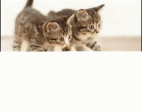 Cute Kittens Address Labels Accessories