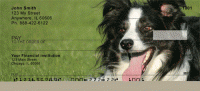 Bouncing Border Collie Personal Checks