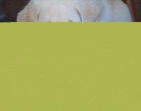 Yellow Lab Puppies Address Labels