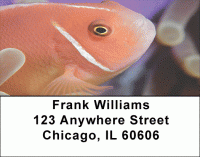 Clown Fish by Aggressor Fleet Address Labels Accessories