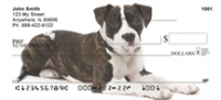 American Staffordshire Terrier Personal Checks - Staffordshire Checks