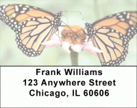 Monarch Butterfly Beauties Address Labels Accessories