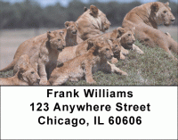 Lions Pride Address Labels Accessories