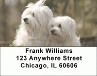 Maltese Dog Address Labels Accessories