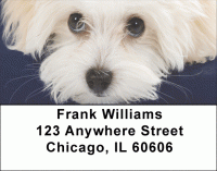 Bichon Frise Address Labels Accessories