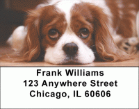 Cavalier King Charles Dogs Address Labels Accessories