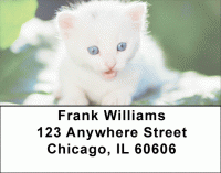 Cute Kitten Address Labels