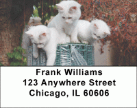 Kittens At Play Address Labels