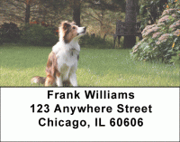 Sheltie Dog Address Labels Accessories