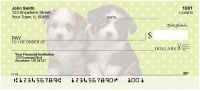 Australian Shepherd Pups Keith Kimberlin Personal Checks